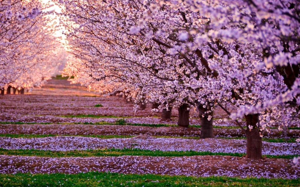 SAKURA A ÎNFLORIT MAI DEVREME E pentru prima dată când cireșul