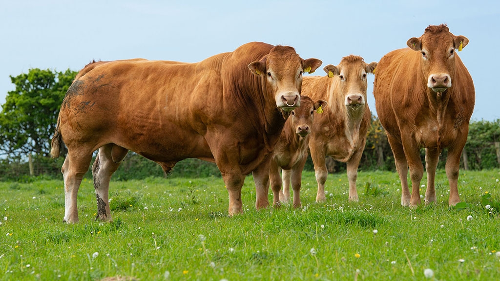 RASA DE VACI DE CARNE LIMOUSINE. Cresc Repede și Au Randament Mare