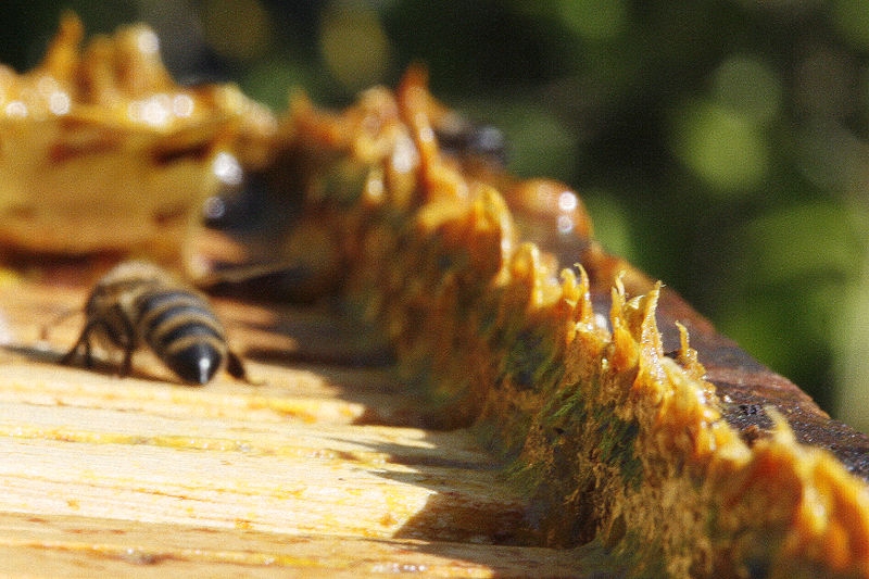 Propolis Romanesc PROPOLISUL: Metode de colectare. Cum îl păstrăm corect?