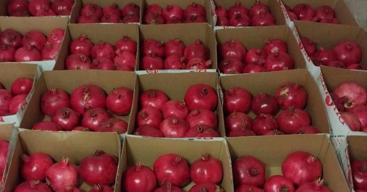 ANUL ACESTA, AU TRIPLAT RECOLTA: 1,5 tone de rodii au strâns soții ...