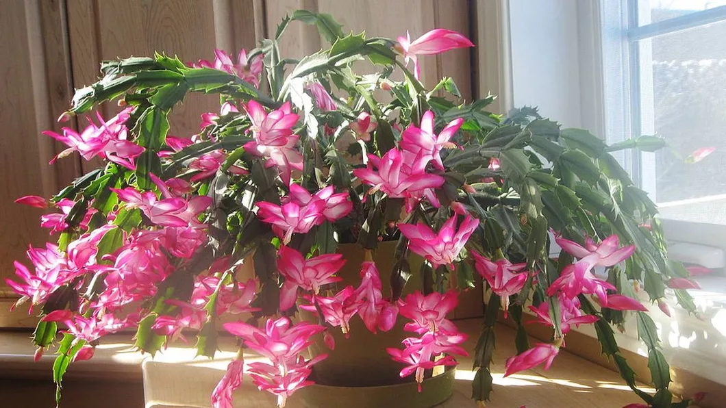 CACTUSUL CRCIUNULUI SAU CRCIUNELUL (SCHLUMBERGERA). ngrijire pentru a  nflori abundent