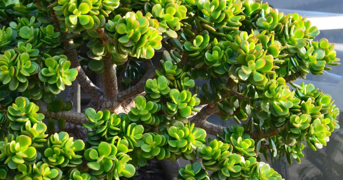 bonsai lärche braune nadeln Japanische Lärche - Larix kaempferi