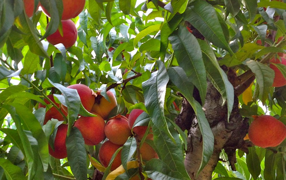 SOIURI DE PIERSIC ȘI NECTARIN PENTRU CULTIVARE ÎN SISTEM ECOLOGIC