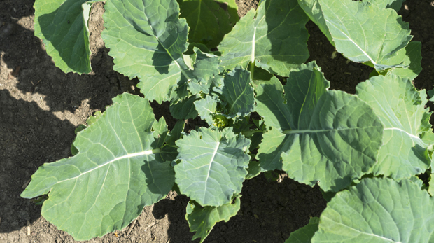 FERTILIZAREA RAPIȚEI ÎN PRIMĂVARĂ. Forma de azot recomandată