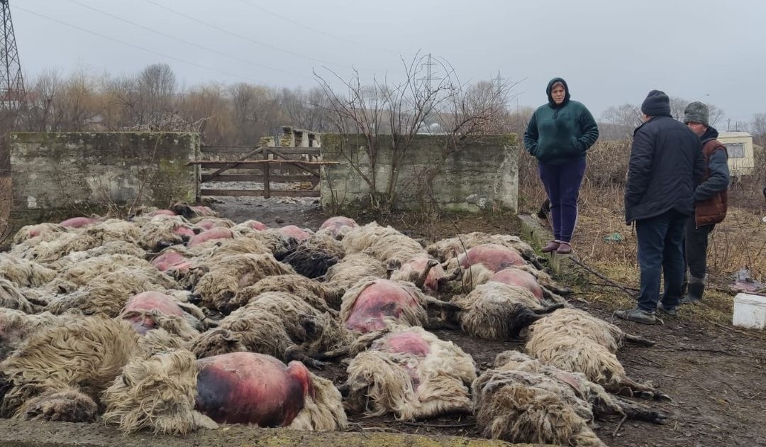 Dezastru Economic La O StÂnĂ De Oi 60 De Oi Au Fost Omorâte Altele 10 Sunt Rănite Grav 6065